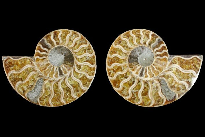 Agate Replaced Ammonite Fossil - Madagascar #145922